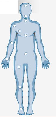 Head, Shoulder, Elbow, Hand & Wrist, Lymphatic System, Thoracic, Lower Back, Hip, Knee, Ankle & Foot